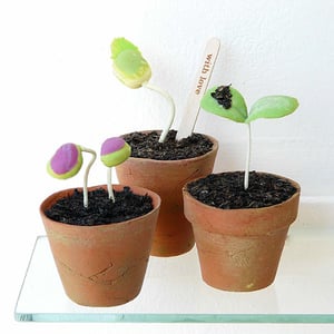 Image of Trio of Above Ground Seedlings