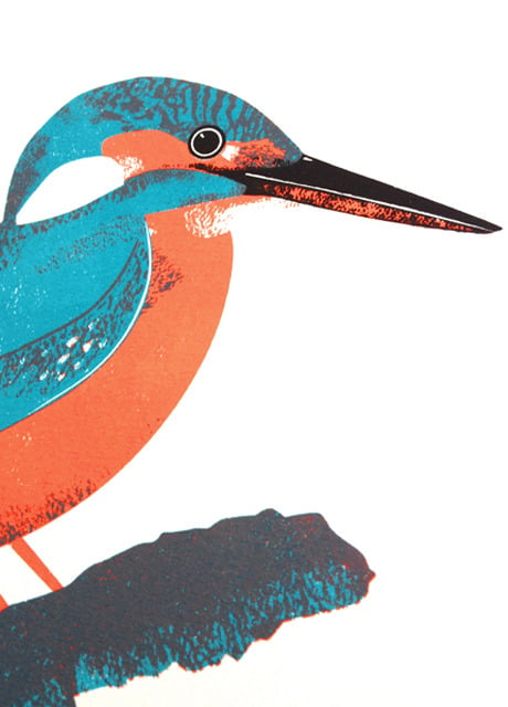 Image of Kingfisher