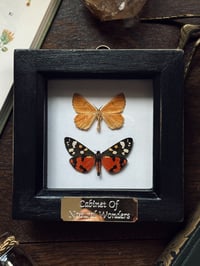 Image 2 of Scarlet Tiger & Orange Moth Frame