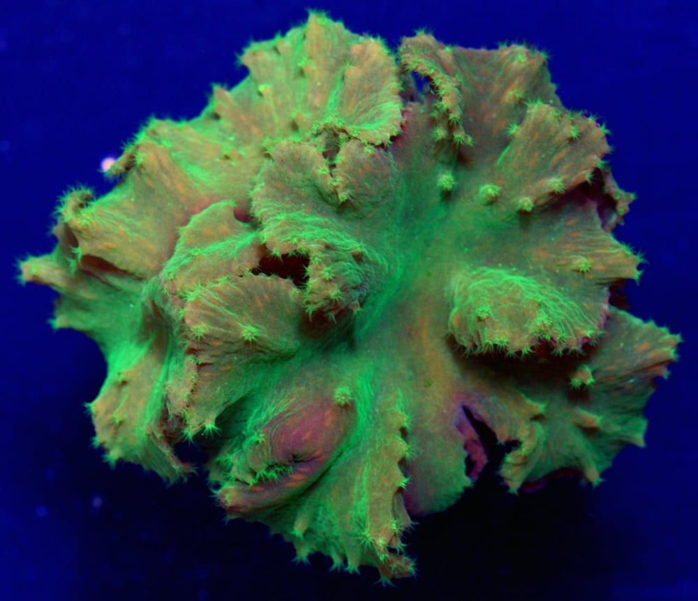 Image of Neon Green Cabbage Leather