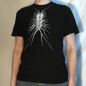 Image of Scutigera coleoptrata