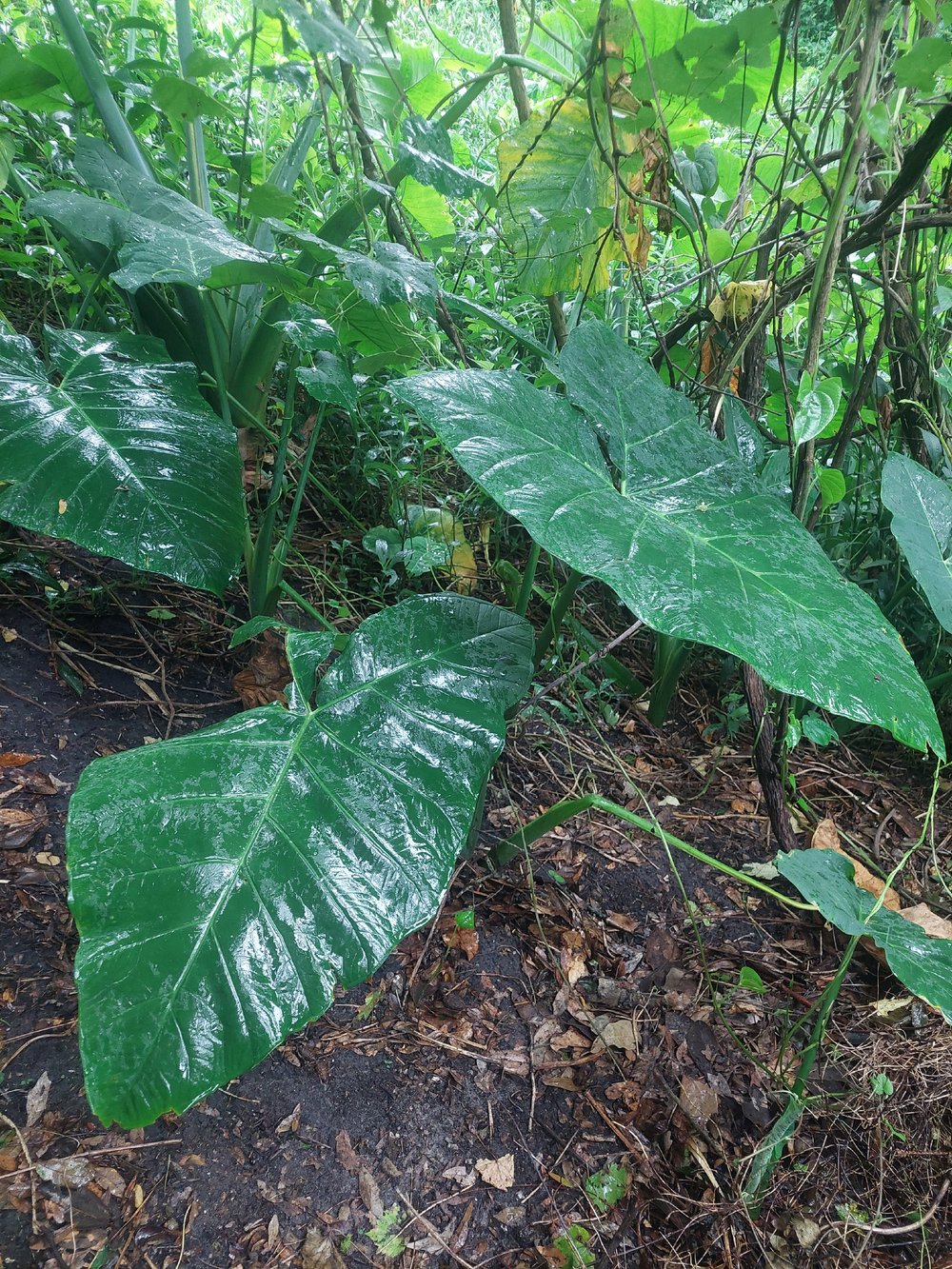 Image of PLANTS Large Leaf 