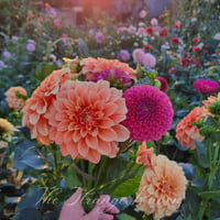 Image 1 of Mixed Dahlia seed