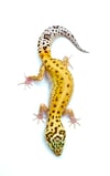 Bold High Contrast Tangerine Raptor (H- 11)
