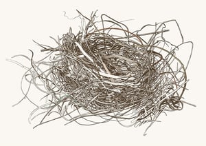 Image of Nest Study