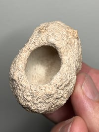 Image 10 of Weevil Cocoon Fossil ‘Clogs’  | South Australia #2858