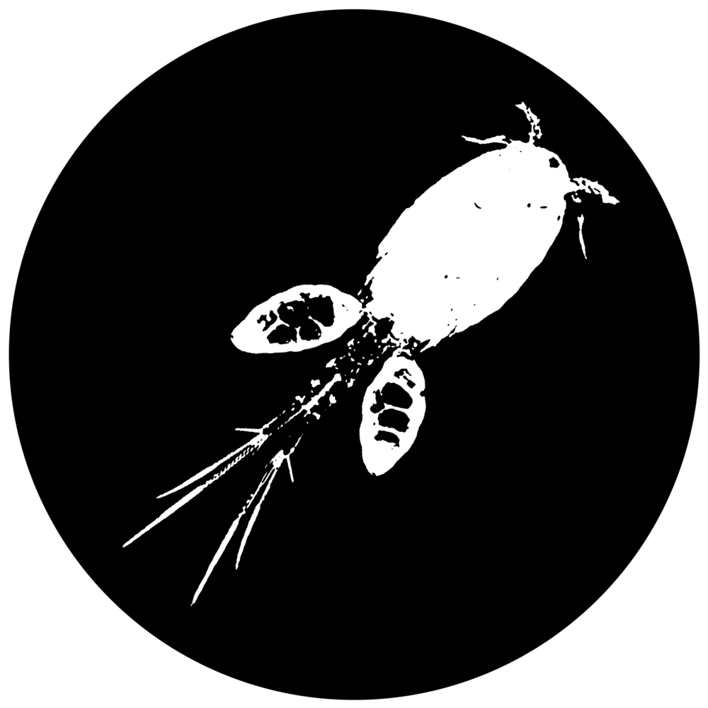 Image of Freshwater Copepod