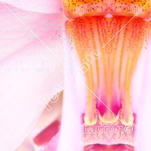 Florescence