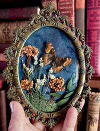 Image 2 of Mini Vintage Milbert’s Tortoiseshell Butterfly Botanical Frame