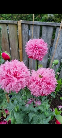 Image 3 of Peony Poppy seed
