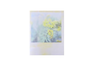 Image of SOLIDAGO
