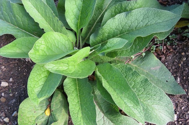 Organic Comfrey Salve 55grams