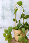 Image of 🌿Tréllis à plante "trelluna"