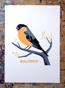 Image of Bullfinch