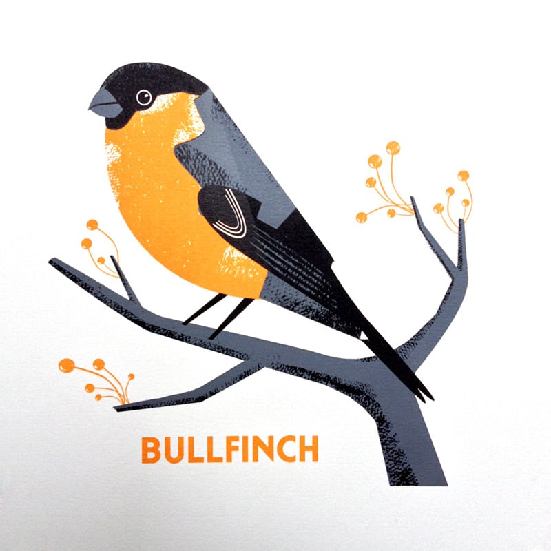 Image of Bullfinch
