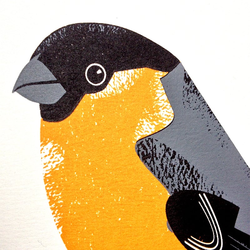 Image of Bullfinch