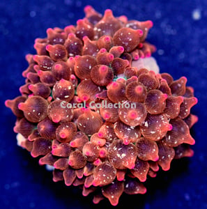Image of Speckled Rose BTA