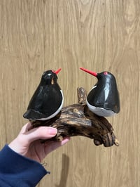 Image 4 of Oystercatcher Pair
