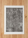 Greater Stitchwort 02 - A5 - Original Botanical Monoprint 