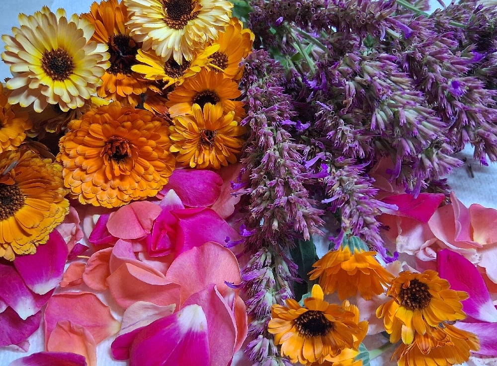 Image of Country Comfort Calendula Salve