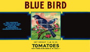 Image of Blue Bird Tomatoes