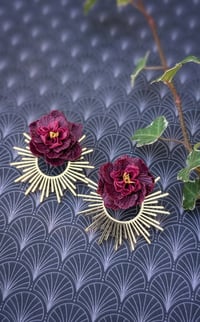 Image 2 of Centifolias Cabbage Roses 