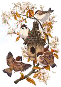 Print - sparrows