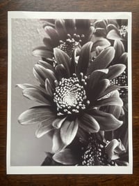 Image 11 of Select B&W Photography Prints