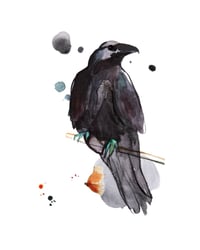 Image 1 of  Krauklis