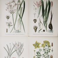 Image 5 of Planche De Botanique Coloree.