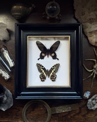 Image 1 of Citrus Swallowtail & Common Rose Frame