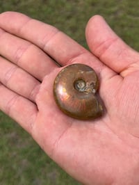 Image 4 of Rainbow Iridescent Ammonite Shell Fossil #2635