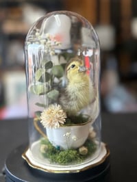 Image 1 of Teacup Duckling 
