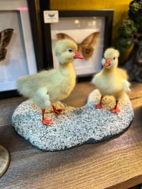 Image 2 of Taxidermy Gosling Pair 