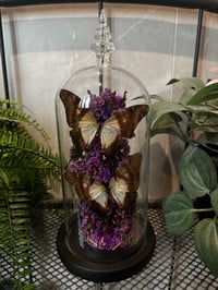 Image 1 of Serville Kite Glass Dome