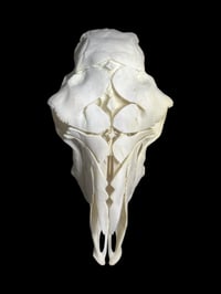 Image 5 of handcarved sheep skull