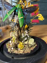 Image 5 of jewel beetle dome