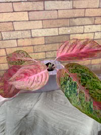 Image 4 of Red Aglaonema in Purple Heart 