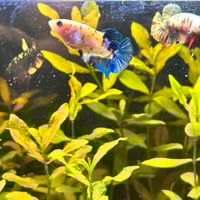 Image of Mixed Sorority (5x Females) PRE-ORDER