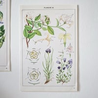 Image 15 of Planches De Botanique Colorées.