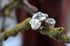 Dead Good human tooth ring Image 7