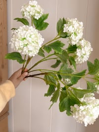 Image 1 of Snowball Bouquet ( 3 Included )