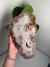 Image 1 of XL AGUA NUEVA AGATE SLAB