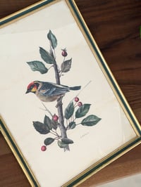 Image 7 of Paire d’illustrations d’oiseaux