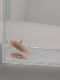 Image 3 of White Albino Juvenile Axolotl