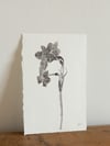 Narcissus Geranium 02 - A5 - Original Botanical Monoprint 