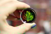 Image 3 of Weed Leaf Plugs