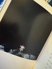 Image 12 of The eyes, the ears- Rinko Kawauchi, 2005