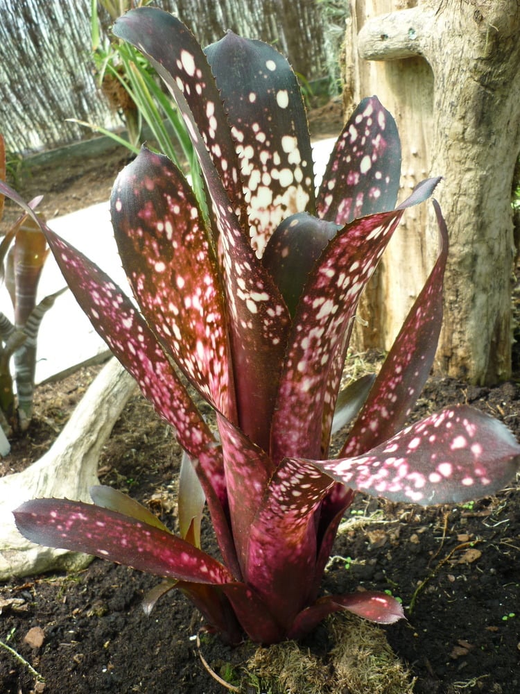 Image of Billbergia 'Hallelujah"