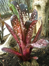 Billbergia 'Hallelujah"